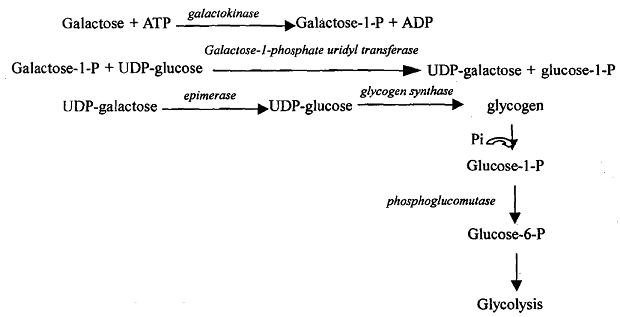 318_Galactose Metabolism.png